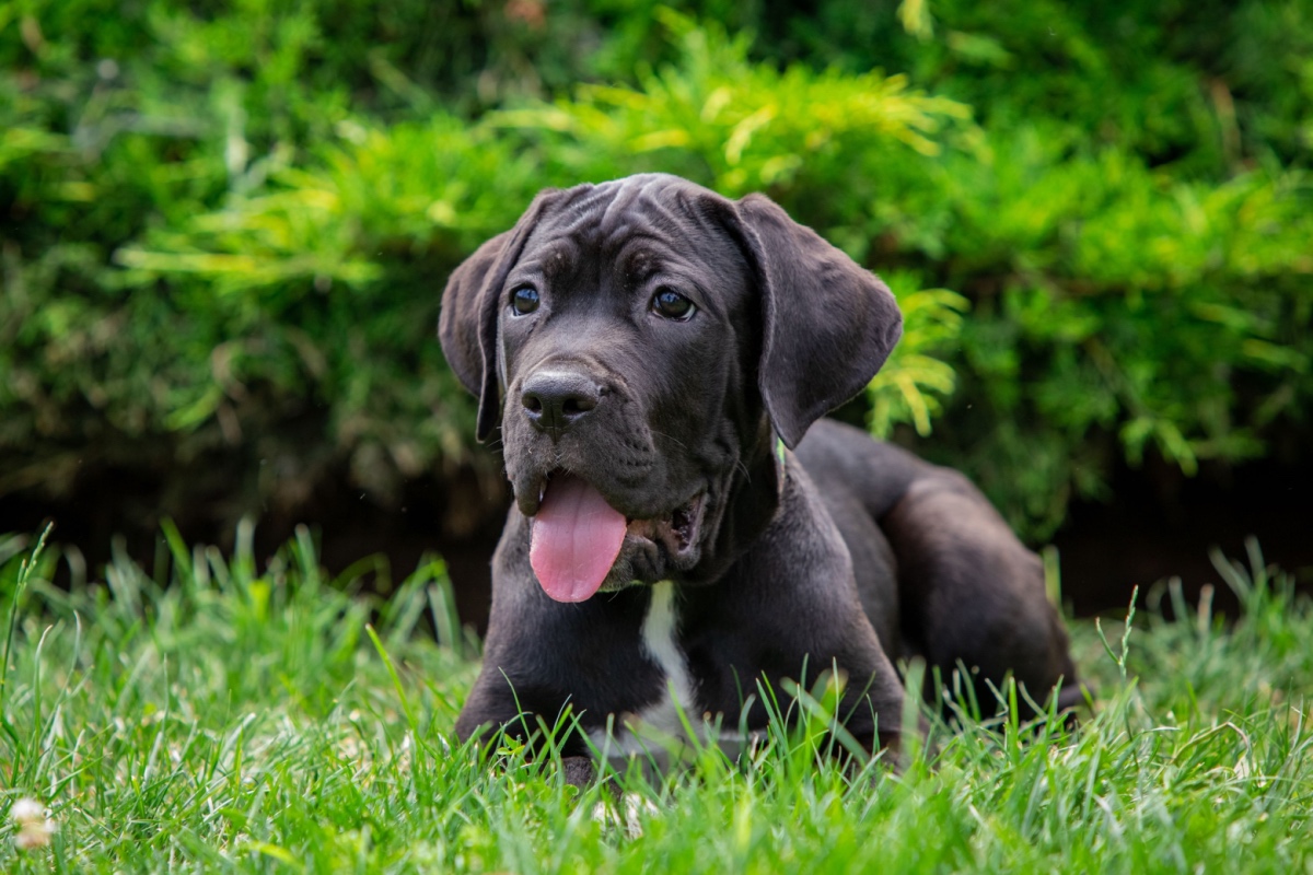 How to Read Your Puppy’s Body Language