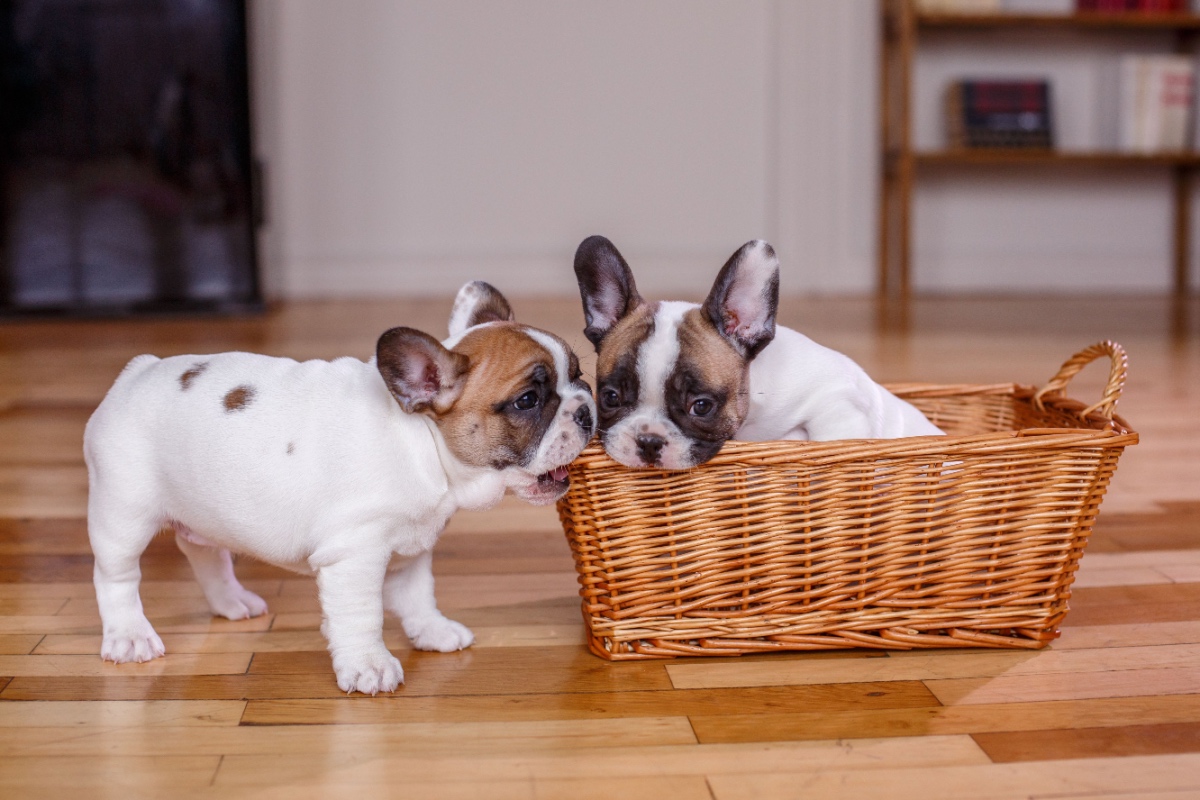 Tips for Introducing a New Puppy to Other Pets