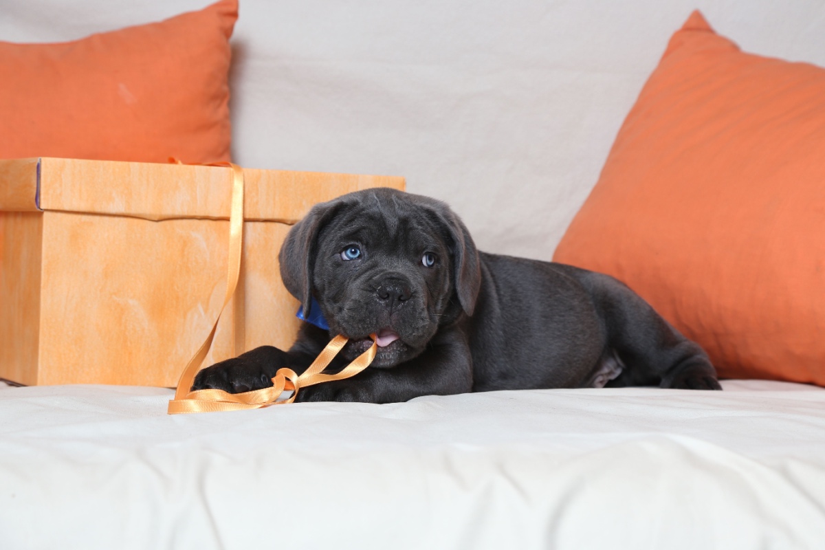 Understanding Puppy Behavior_ Why They Bite, Chew, and Bark